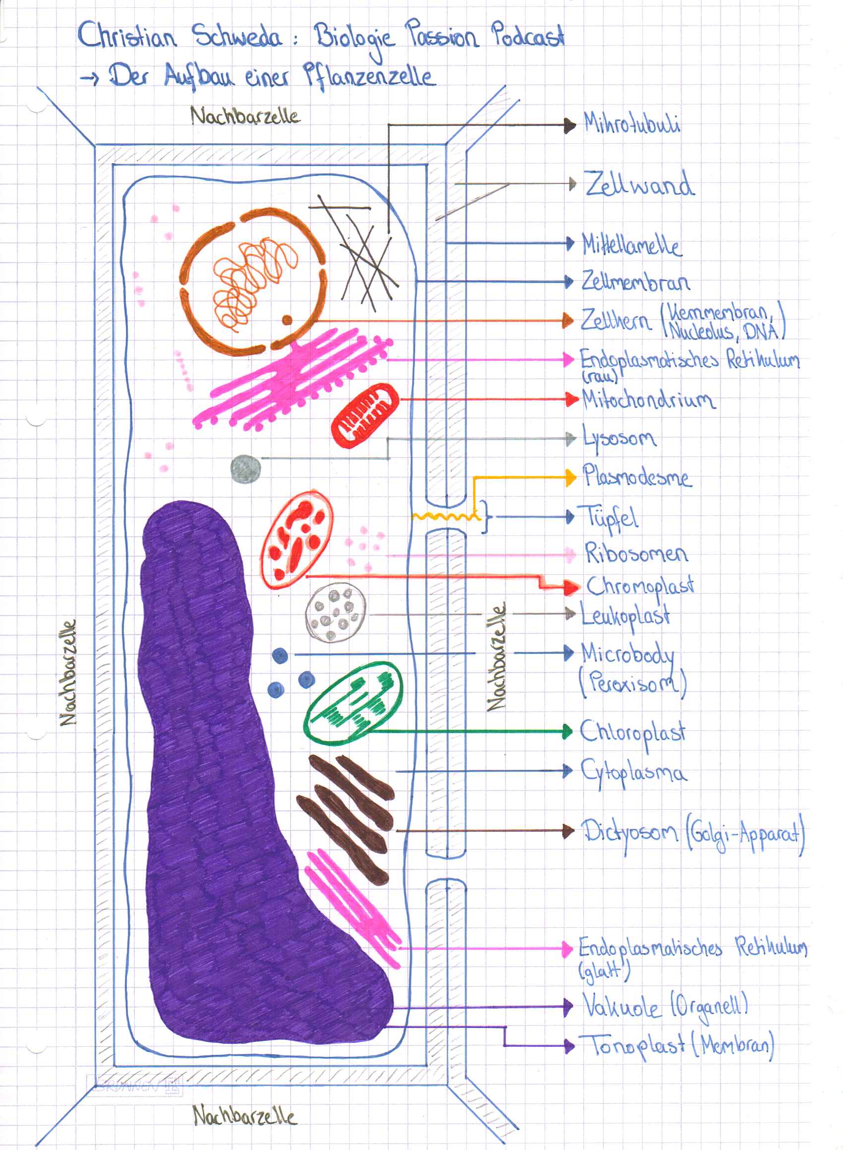 Beschriftete Pflanzenzelle Arbeitsblatt - Biologie Passion Podcast