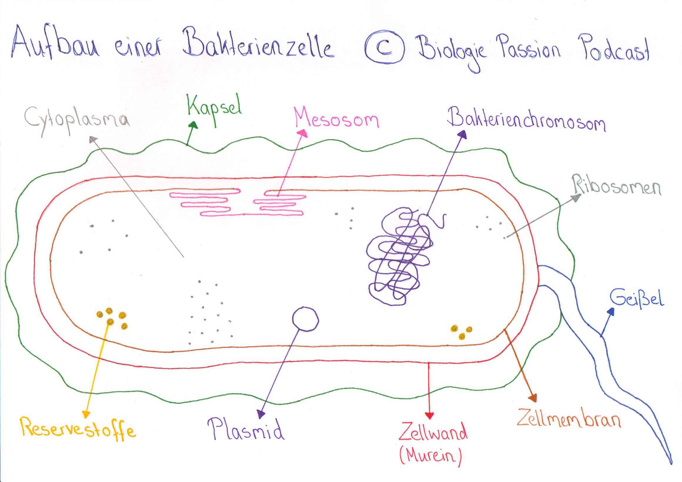 Aufbau einer Bakterienzelle / Bakterien - Biologie Passion Podcast
