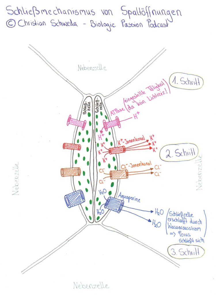 Folge 009 Spalt ffnungen Stomata Funktion Von Spalt ffnungen folge-009-spalt-ffnungen-stomata-funktion-von-spalt-ffnungen