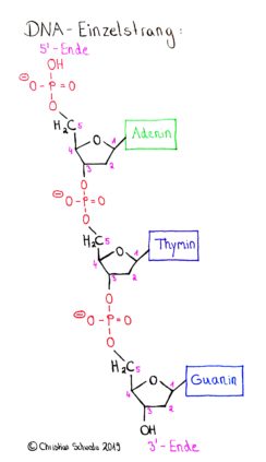 Folge 030 - Aufbau der DNA / DNS | Genetik Teil 2