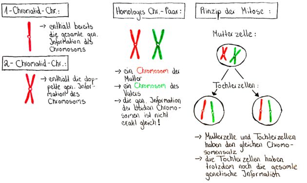 Chromosomensatz Der Tochterzellen Mitose Folge 031 - Der Ablauf des Zellzyklus | Genetik Teil 3