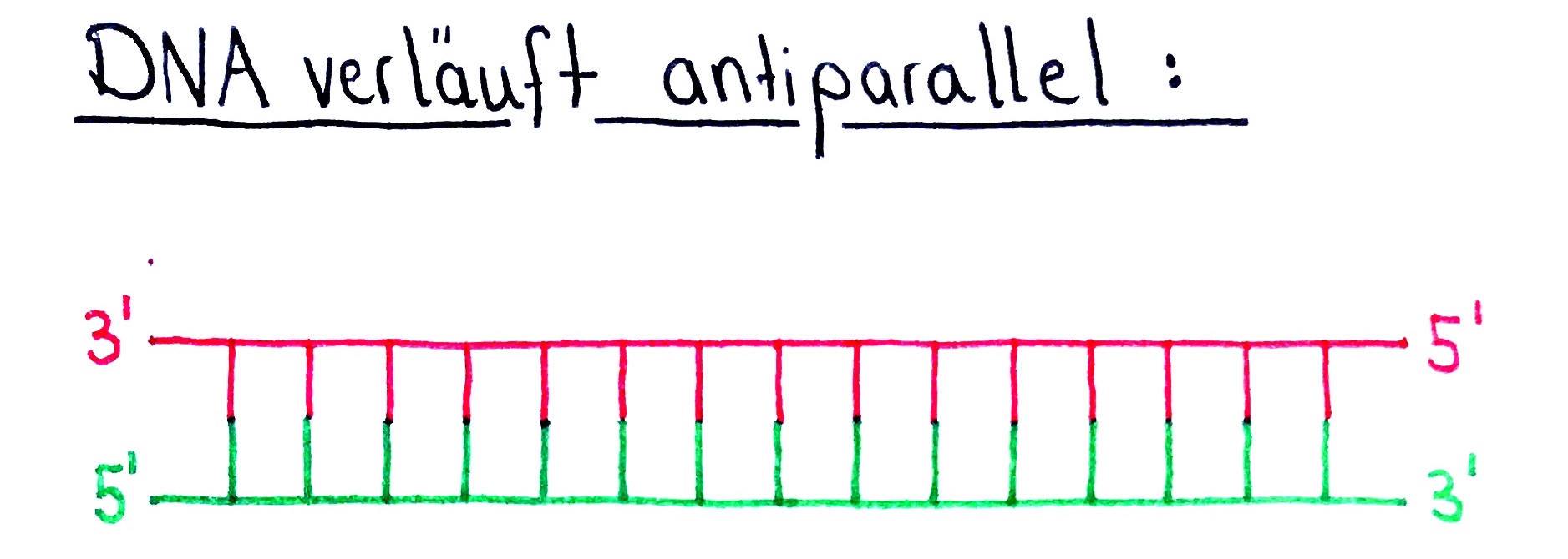 DNA Antiparallel