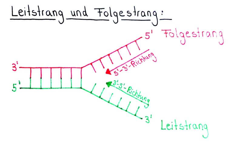 In Welche Richtung Schaut Man Wenn Man Lügt Folge 036 - DNA Replikation | Elongationsphase | Genetik Teil 8