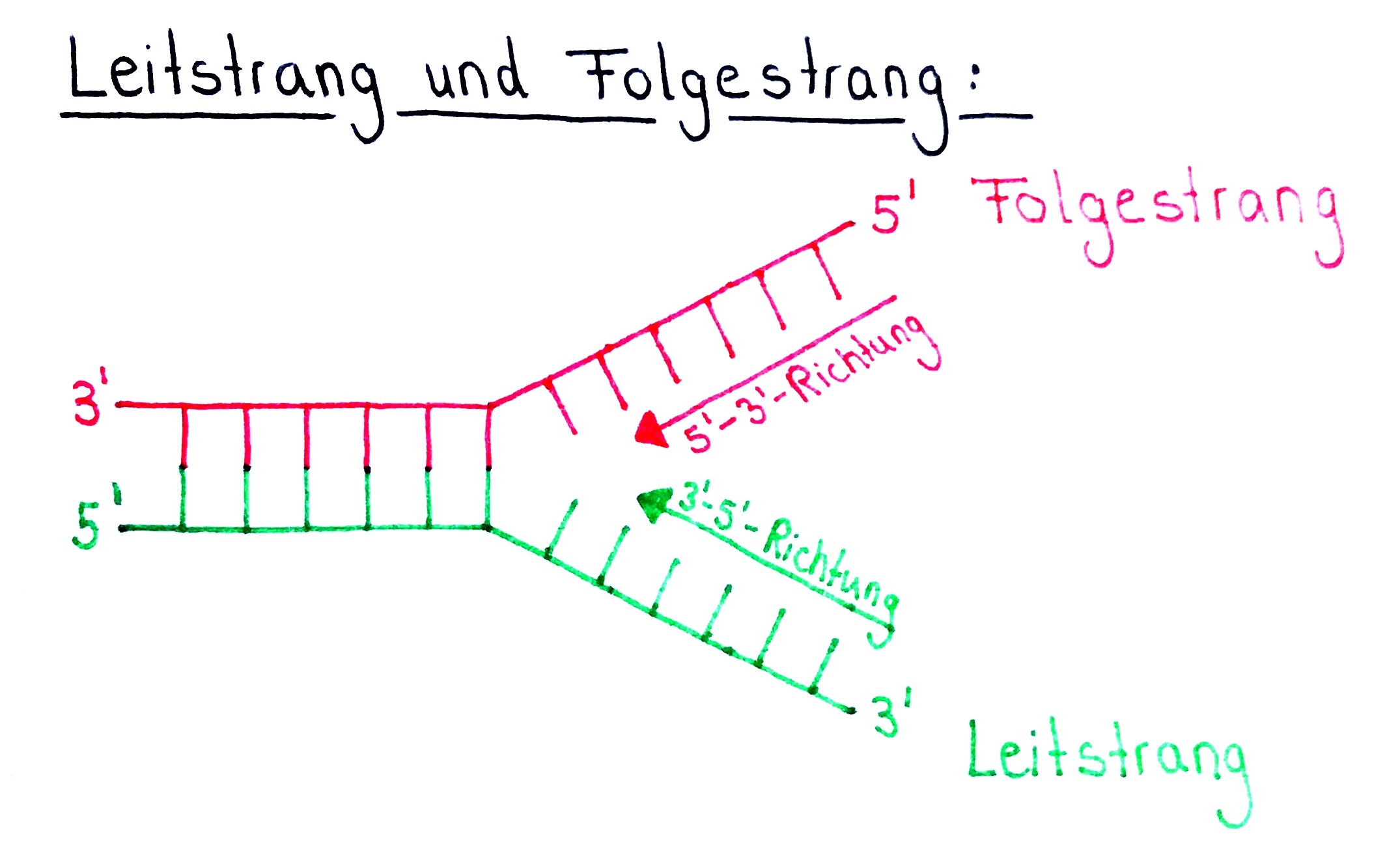 DNA Leitstrang und Folgestrang Elongationsphase