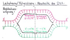 Folge 036 - DNA Replikation | Elongationsphase | Genetik Teil 8