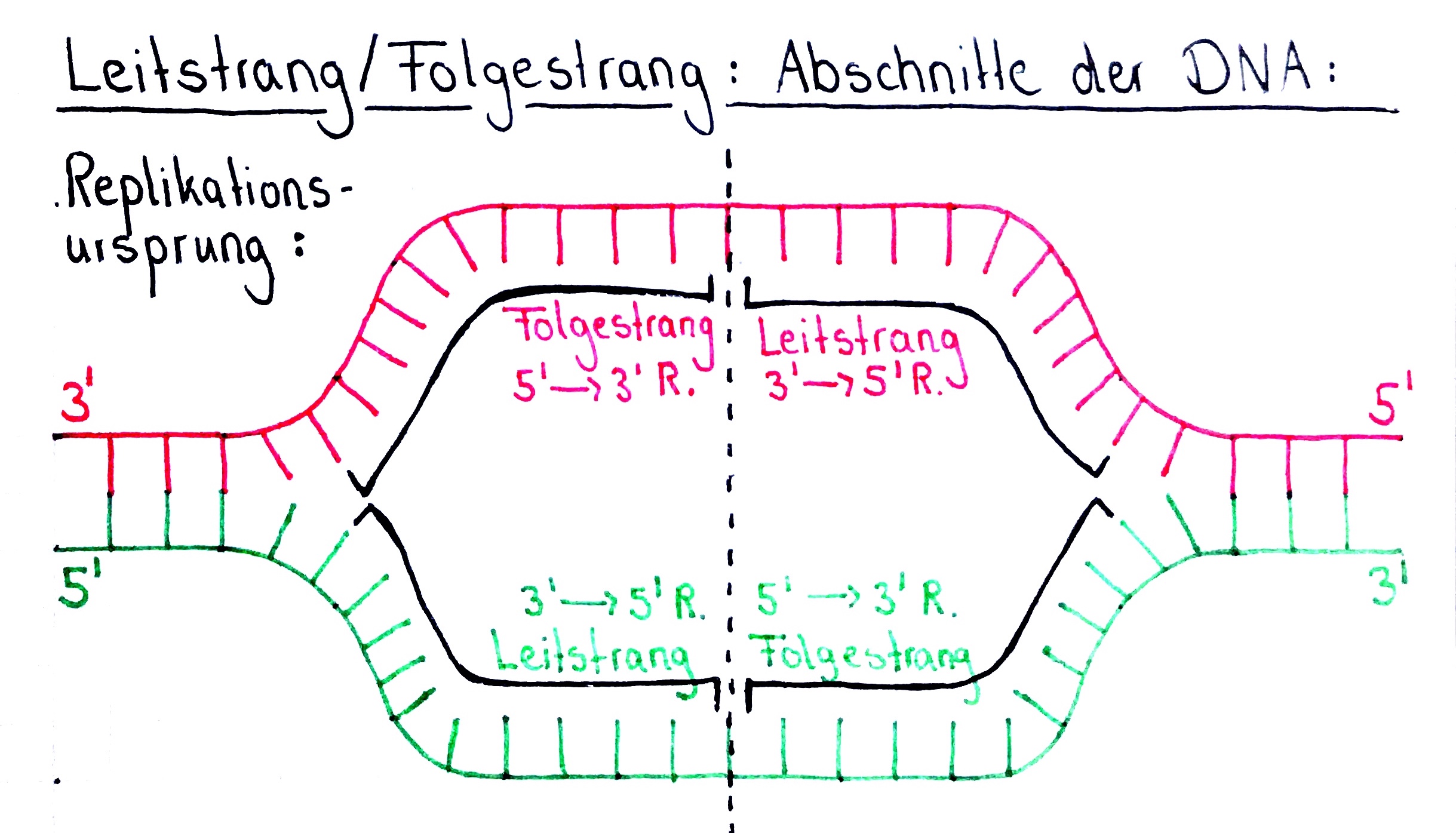 DNA Leitstrang und Folgestrang am Replikationsursprung